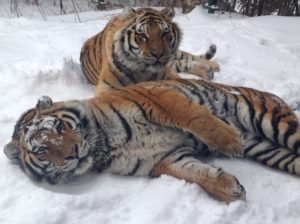 Two tigers in the snow.